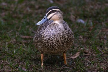 A Pacific Black Duck standing on grass