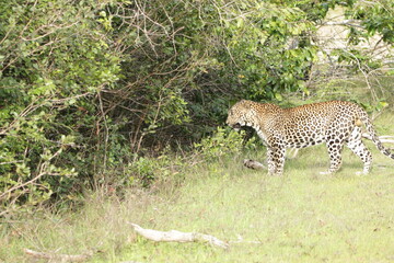 Sri Lankan Leopard in Wilpattu National Park, 
Sri Lanka 