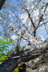 日本の風景｜春の桜と青空