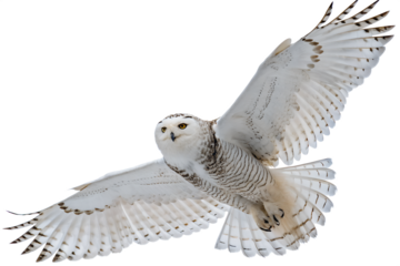 snowy owl isolated on white