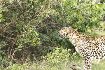 Sri Lankan Leopard in Wilpattu National Park, 
Sri Lanka 