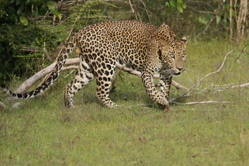 Sri Lankan Leopard in Wilpattu National Park, 
Sri Lanka 