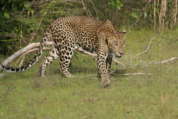 Sri Lankan Leopard in Wilpattu National Park, 
Sri Lanka 