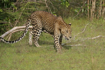 Sri Lankan Leopard in Wilpattu National Park, 
Sri Lanka 