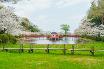 Fototapeta premium 日本の風景【千葉県茂原市】春の茂原公園(弁天湖)と桜
