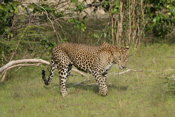 Sri Lankan Leopard in Wilpattu National Park, Sri Lanka 