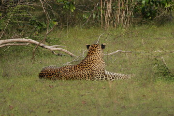Sri Lankan Leopard in Wilpattu National Park, Sri Lanka 