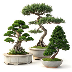 Bonsai tree isolated