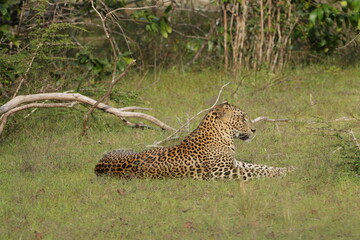 Sri Lankan Leopard in Wilpattu National Park, Sri Lanka 