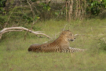 Sri Lankan Leopard in Wilpattu National Park, Sri Lanka 