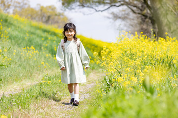 菜の花畑の中をランドセルを背負って歩く女の子