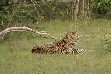 Obraz premium Sri Lankan Leopard in Wilpattu National Park, Sri Lanka 