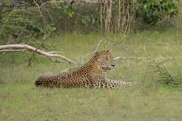 Sri Lankan Leopard in Wilpattu National Park, Sri Lanka 