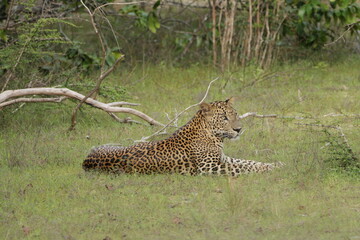 Sri Lankan Leopard in Wilpattu National Park, Sri Lanka 