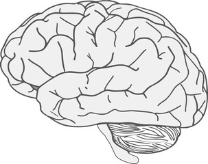 human brain vector illustration