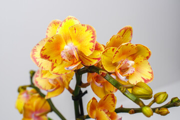 Yellow orchid phalaenopsis on white background. 
Limpopo Orchid