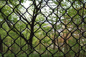 Green grass and a close-up of a fence. Division, separation, scission and jail. Ecology and nature....