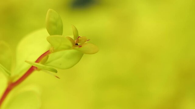 春風に揺れる草木 5倍スローモーション