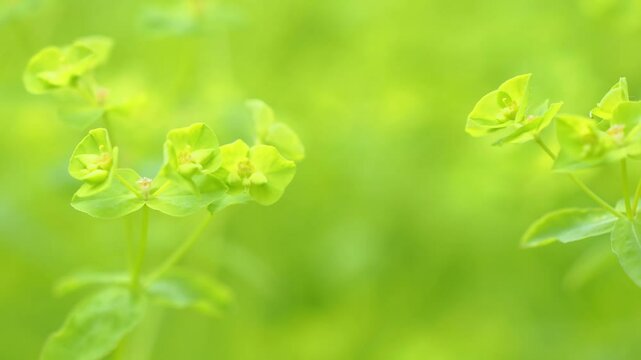 春風に揺れる草木 5倍スローモーション