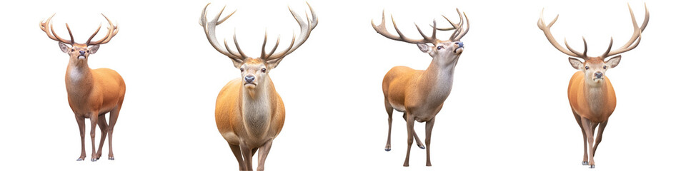 Obraz premium Majestic Deer with Full Antlers in Gleaming Fur Captivating Nature’s Beauty