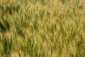 北海道　7月美瑛の麦畑