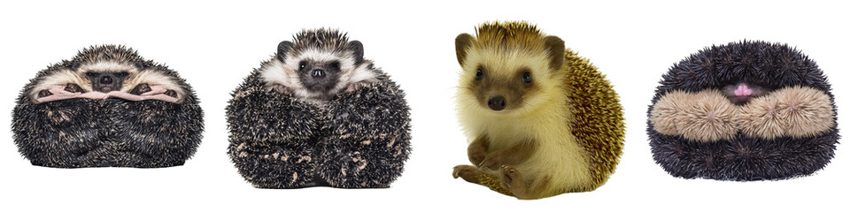 Obraz premium A Cute Hedgehog Curled into a Ball with Tiny Nose and Soft Fur in Cozy Poses