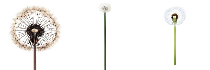 Dandelion Seed Heads in Focus with Clear Stem and Fluffy Seeds on Black Background