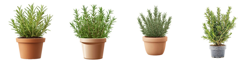 Fresh Rosemary Herb Plants in Small Pots Isolated on White Background for Culinary Use