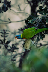 Rainbow Lorikeet