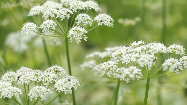 春風に揺れる草花 5倍スローモーション