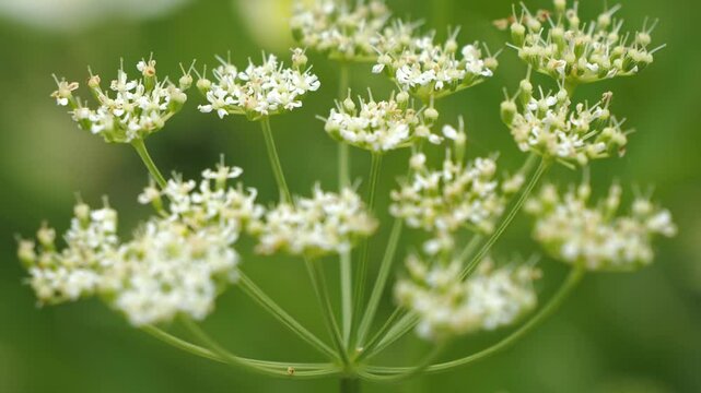 春風に揺れる草花 5倍スローモーション