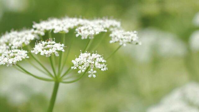 春風に揺れる草花 5倍スローモーション