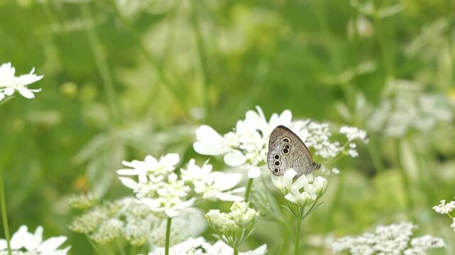 春風に揺れる草花 5倍スローモーション