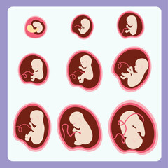 Animated Month by Month Zygote Formation of Pregnancy