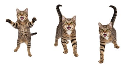 Three tabby cats in various poses with open mouths and tails raised, isolated against a plain space isolated on transparent background