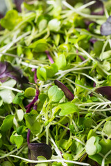 Organic Raw Green Microgreens
