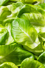 Raw Green Organic Butterhead Lettuce