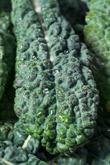 Organic Raw Green Lacinato Dinosaur Kale