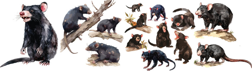 tasmanian devil watercolor clipart