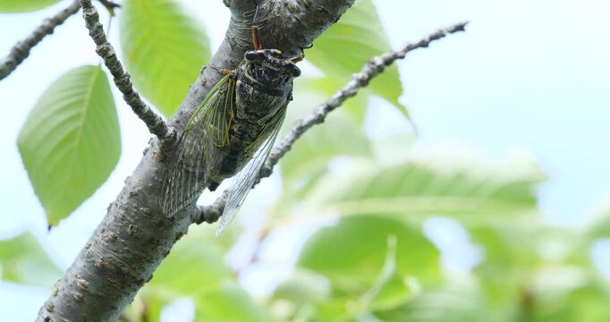 蝉(クマゼミ)が鳴いている4K動画、集音マイクで収録	