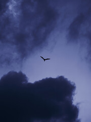 birds in the sky