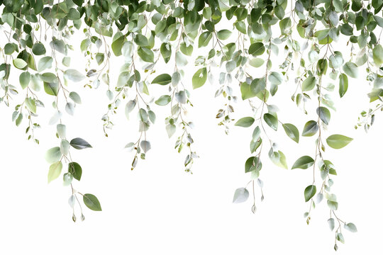 Long trailing green vines hanging down, isolated on white background.