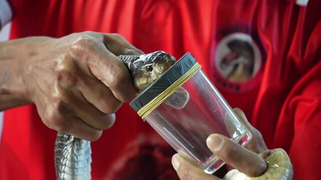 Krabi, thailand - Dec 24 2024: a Cobra show in thailand 