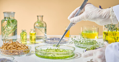Gloved scientist handling pipette to add natural extract into a transparent petri dish for organic...