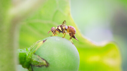 oriental fruit fly with macro High quality ,cover page, cover space,The concept of loving the world