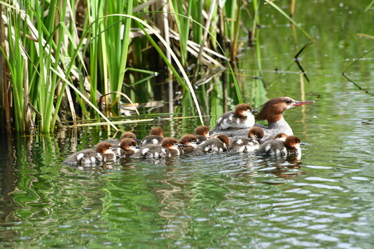 family of ducks swimming in the lake, duck and ducklings, nature, wildlife, common merganser