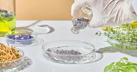Scientist holding bunch of dried lavender buds above a clear dish in preparation for botanical skincare formulation. Lavender studied in the laboratory