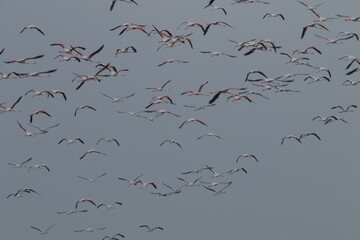 Flamingos in the Saltans of Mannar, Sri Lanka 