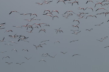 Flamingos in the Saltans of Mannar, Sri Lanka 