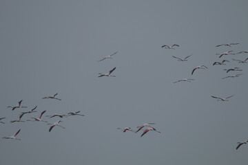 Flamingos in the Saltans of Mannar, Sri Lanka 